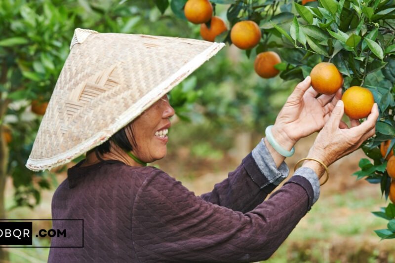 General Farm Worker Jobs in Italy